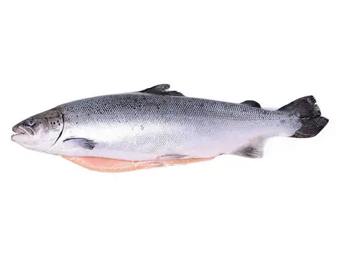 Лосось (Сёмга) с/м 3-4 кг